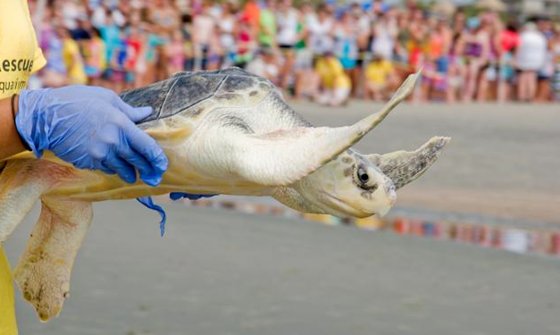 Don't-Miss Pics of Sea Turtles Swimming Home: On Tuesday, three ...