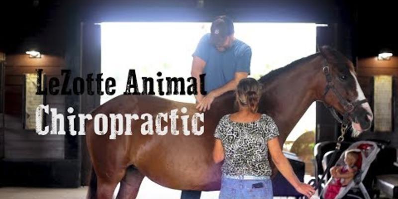 Embedded thumbnail for VIDEO: Lezotte Animal Chiropractic