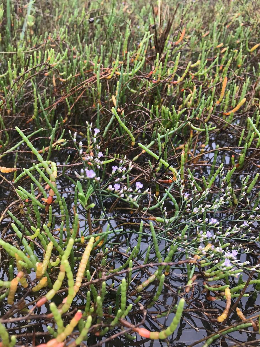 This is a picture of seagrass lavendar from a marsh in Charleston, South Carolina.