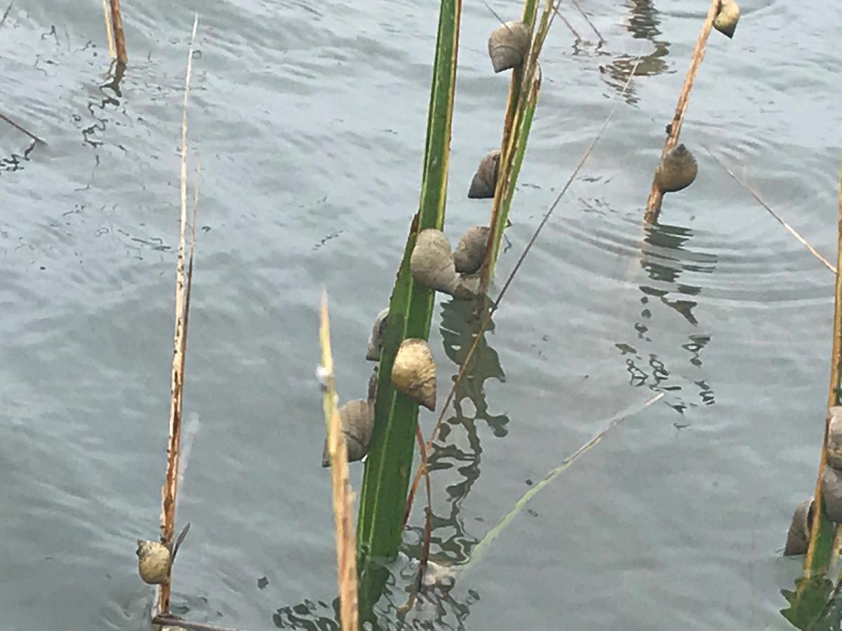 This is a picture of snails on spartina stalk in Charleston, South Carolina.