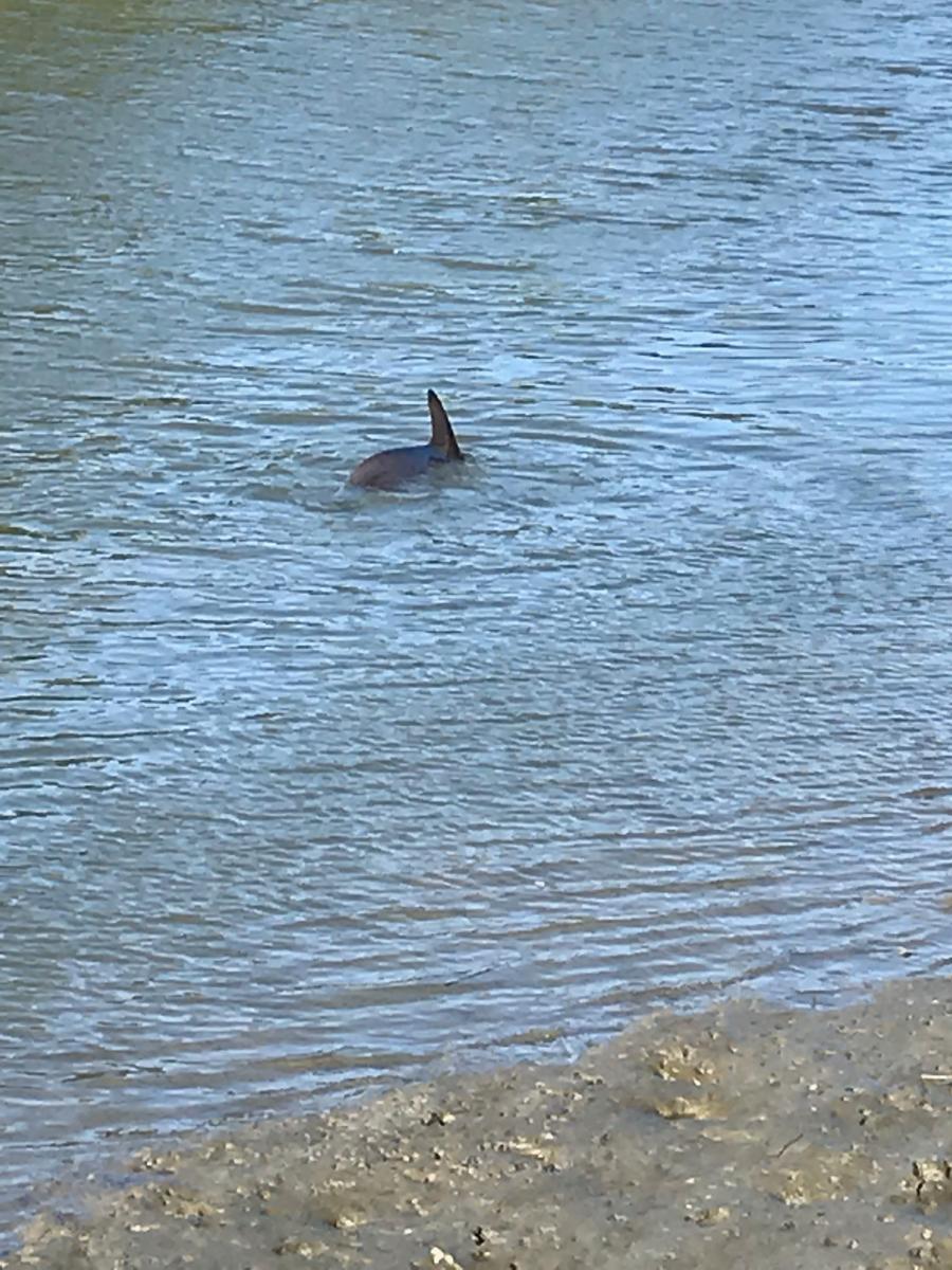 This is a picture of a dolphin swimming in the water in Charleston, South Carolina.